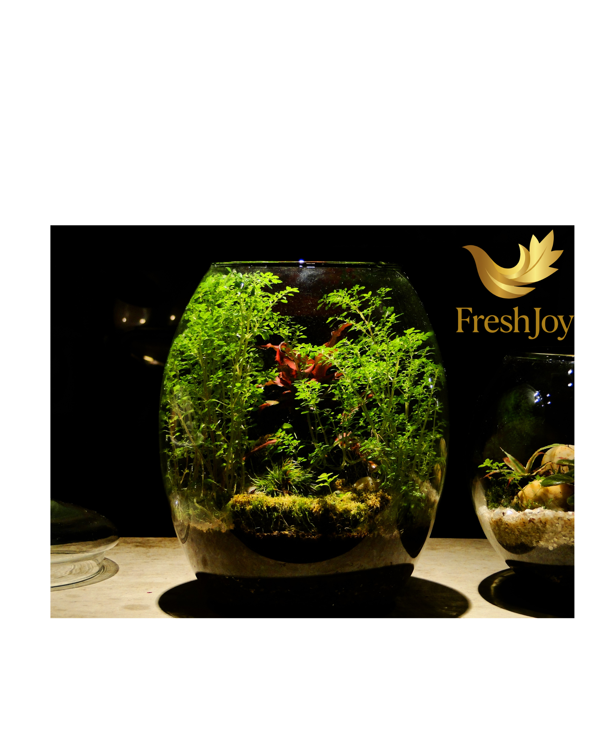 Circle terrarium in round open glass