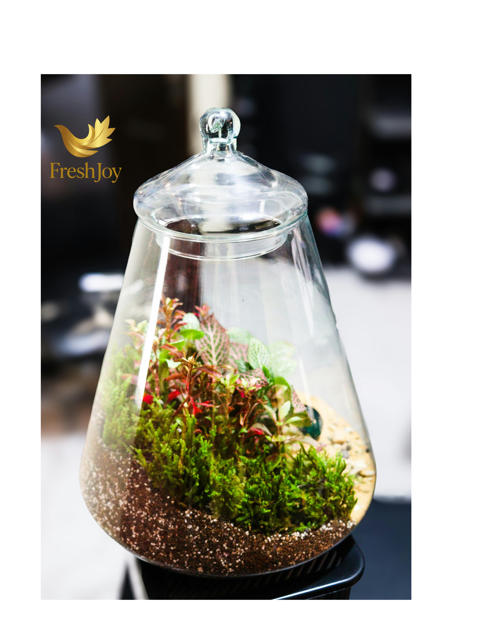 Large terrarium