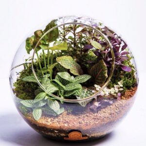 Round glass terrarium planted with pet-safe tropical plants and moss