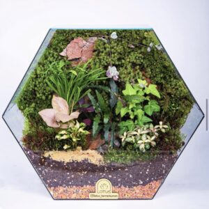 Hexagon Terrarium