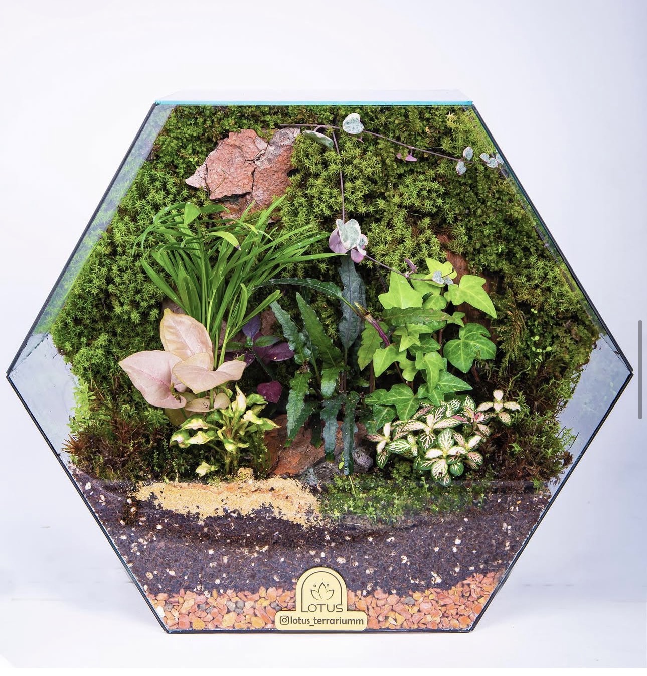 Hexagon Terrarium