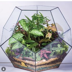 Handmade geometric dodecahedron glass terrarium with tropical plants, built in Vancouver