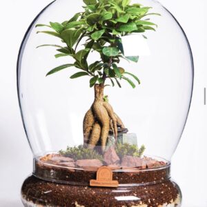 Dome Terrarium