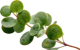 Shrub / Branch & Leaves