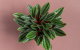Small Terrarium Flowers