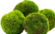 Moss Patch